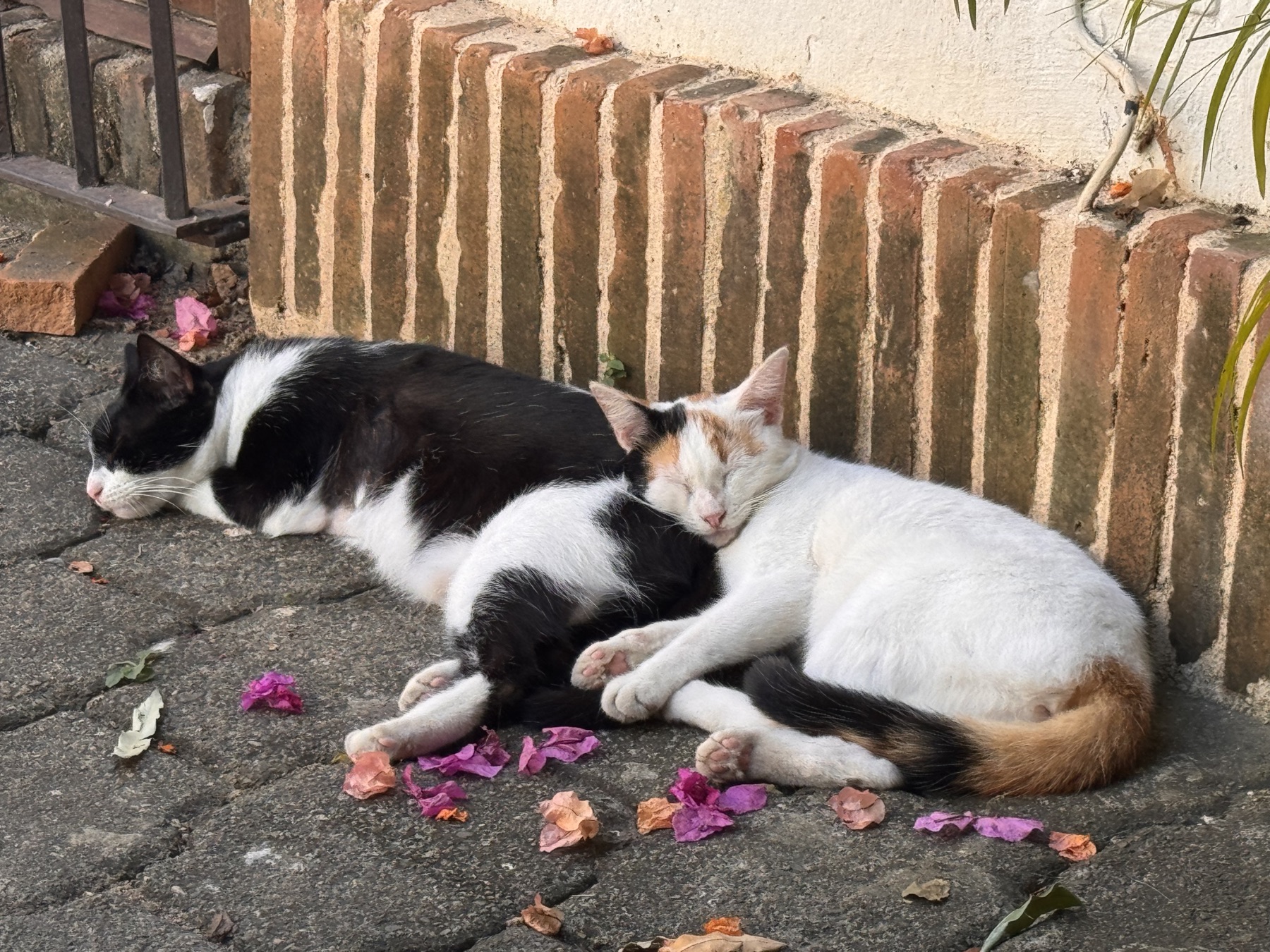 Two cats asleep together in the sun